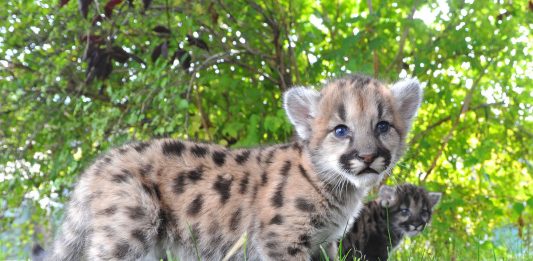 Mountain Lion kittens found in California mountains