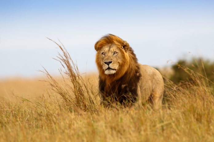 lion-6