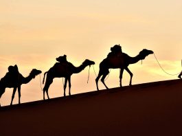 Camels’ use for world trade transportation led to diversification of their DNA