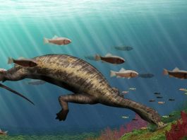 Ocean's first vegetarian reptile