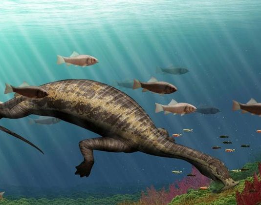 Bizarre Fossil hints about Ocean’s first vegetarian reptile? Ocean's first vegetarian reptile