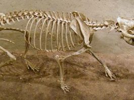 Scientists unearth a 12-million-year-old Dog fossil in Maryland