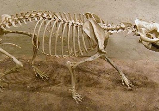 Scientists unearth a 12-million-year-old Dog fossil in Maryland