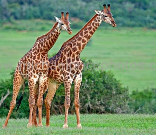 How Giraffe has such long neck; mystery decoded
