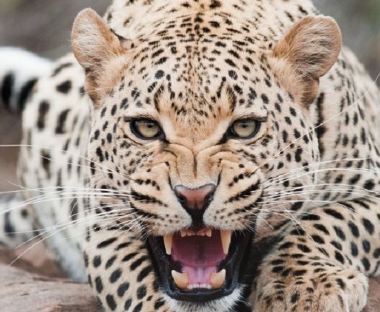 Global Presence of Leopards Dwindled by 75%