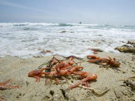 Around 1,000 red crabs wash-up on Huntington Beach