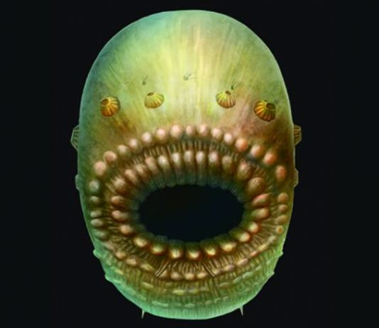 Saccorhytus coronarius artistic representation based on the fossil.