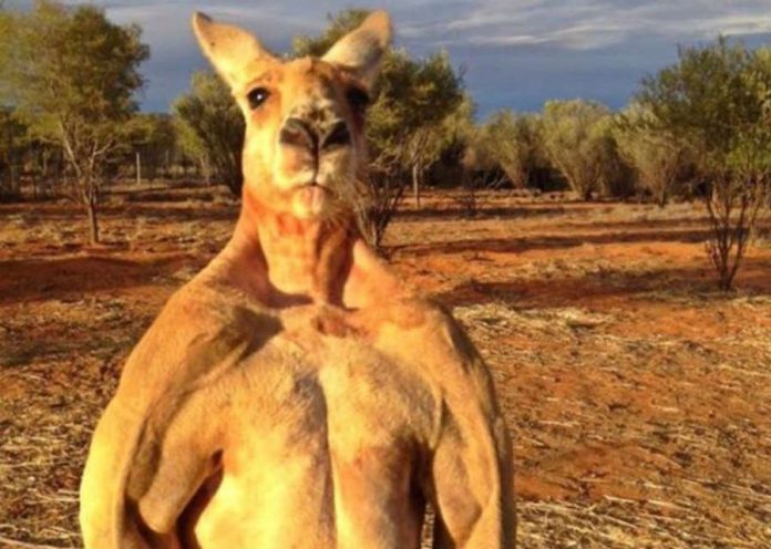 Roger the kangaroo