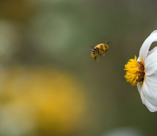 Neonicotinoids: the harmful chemical that might be killing bees