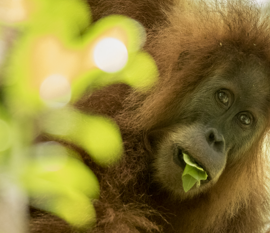 Orangutan discovery overshadowed by impending extinction