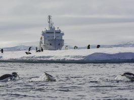 Seafloor ecosystem exposed in Antarctica to be explored by scientists