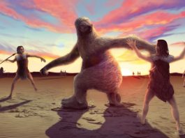 Fossil footprints suggest humans used to hunt giant sloths
