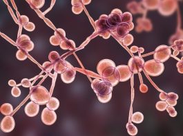 How to Get Rid of Candida Fast! Fungi Candida Illustration