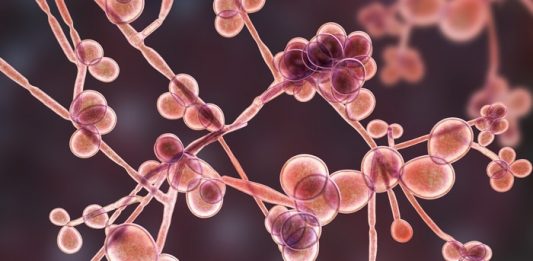 How to Get Rid of Candida Fast! Fungi Candida Illustration