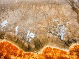 46,000-Year-Old Extinct Bird Frozen In Siberian Permafrost Identified As Horned Lark 46,000-Year-Old Extinct Bird Frozen In Siberian Permafrost Identified As Horned Lark