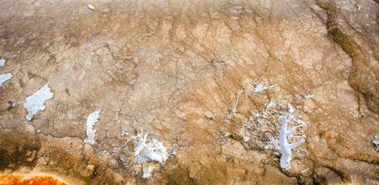 46,000-Year-Old Extinct Bird Frozen In Siberian Permafrost Identified As Horned Lark 46,000-Year-Old Extinct Bird Frozen In Siberian Permafrost Identified As Horned Lark