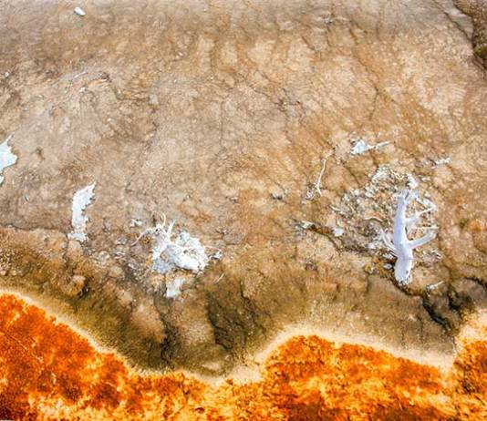 46,000-Year-Old Extinct Bird Frozen In Siberian Permafrost Identified As Horned Lark 46,000-Year-Old Extinct Bird Frozen In Siberian Permafrost Identified As Horned Lark