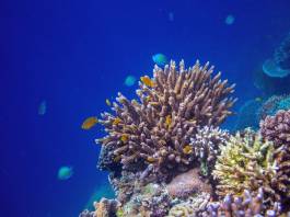 Scientists Discover Deep-Sea Coral Gardens in Mysterious Underwater Canyons Scientists Discover Deep-Sea Coral Gardens in Mysterious Underwater Canyons