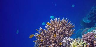 Scientists Discover Deep-Sea Coral Gardens in Mysterious Underwater Canyons