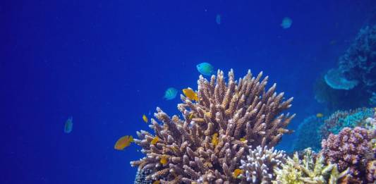 Scientists Discover Deep-Sea Coral Gardens in Mysterious Underwater Canyons Scientists Discover Deep-Sea Coral Gardens in Mysterious Underwater Canyons