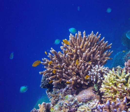 Scientists Discover Deep-Sea Coral Gardens in Mysterious Underwater Canyons Scientists Discover Deep-Sea Coral Gardens in Mysterious Underwater Canyons