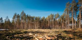 Climate Change and Deforestation Killing World’s Oldest Trees and Stunting Younger Ones