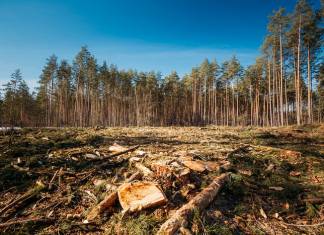 Climate Change and Deforestation Killing World’s Oldest Trees and Stunting Younger Ones