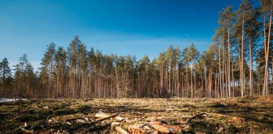Climate Change and Deforestation Killing World’s Oldest Trees and Stunting Younger Ones Climate Change and Deforestation Killing World’s Oldest Trees and Stunting Younger Ones