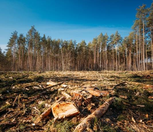 Climate Change and Deforestation Killing World’s Oldest Trees and Stunting Younger Ones Climate Change and Deforestation Killing World’s Oldest Trees and Stunting Younger Ones