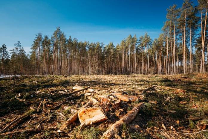 Climate Change and Deforestation Killing World’s Oldest Trees and Stunting Younger Ones