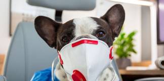 Buddy, First Dog to Test Positive for COVID-19 in the US, Euthanized At Its 7th Birthday