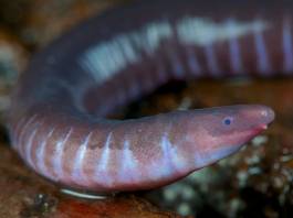 Neither Worm Nor Snake, Caecilians Have Mouths That Can Deliver Venomous Bites Neither Worm Nor Snake, Caecilians Have Mouths That Can Deliver Venomous Bites