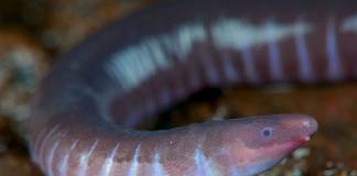 Neither Worm Nor Snake, Caecilians Have Mouths That Can Deliver Venomous Bites