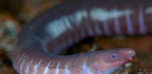 Neither Worm Nor Snake, Caecilians Have Mouths That Can Deliver Venomous Bites Neither Worm Nor Snake, Caecilians Have Mouths That Can Deliver Venomous Bites