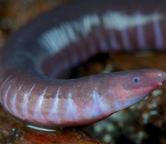 Neither Worm Nor Snake, Caecilians Have Mouths That Can Deliver Venomous Bites Neither Worm Nor Snake, Caecilians Have Mouths That Can Deliver Venomous Bites