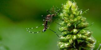 Florida Approves the Release of 750 Million Genetically-Modified Mosquitoes to Combat Diseases