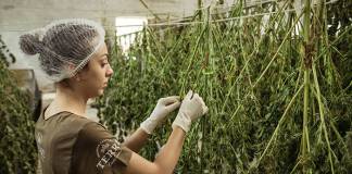 Cannabis for Women’s Health