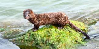 COVID-19 Outbreak Sends Oregon Mink Farm into Quarantine