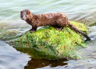 COVID-19 Outbreak Sends Oregon Mink Farm into Quarantine