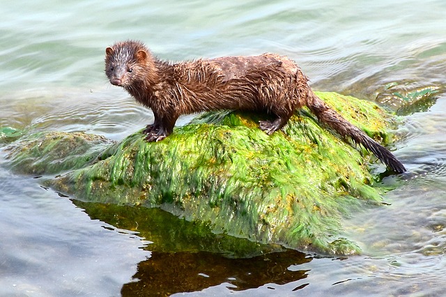 COVID-19 Outbreak Sends Oregon Mink Farm into Quarantine