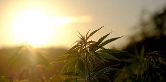 The Essential Guide to Starting a Hemp Firm