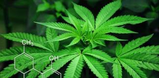House of Representatives Passes Bill to Legalize Cannabis