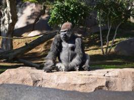 Orangutans, Bonobos, and Gorillas in San Diego Zoo Given Experimental COVID-19 Vaccine Orangutans, Bonobos, and Gorillas in San Diego Zoo Given Experimental COVID-19 Vaccine