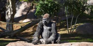 Orangutans, Bonobos, and Gorillas in San Diego Zoo Given Experimental COVID-19 Vaccine