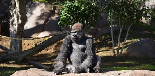 Orangutans, Bonobos, and Gorillas in San Diego Zoo Given Experimental COVID-19 Vaccine Orangutans, Bonobos, and Gorillas in San Diego Zoo Given Experimental COVID-19 Vaccine