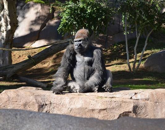 Orangutans, Bonobos, and Gorillas in San Diego Zoo Given Experimental COVID-19 Vaccine Orangutans, Bonobos, and Gorillas in San Diego Zoo Given Experimental COVID-19 Vaccine