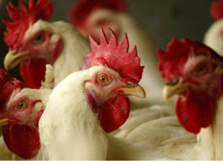 Poultry Experts Call for Higher Alerts As Bird Flu Hits US at a Dangerous Time