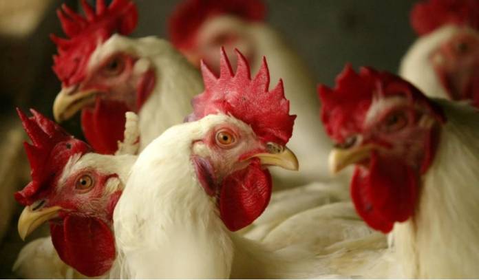 Poultry Experts Call for Higher Alerts As Bird Flu Hits US at a Dangerous Time