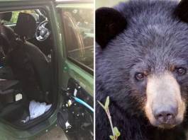 Black Bear Foraging For Food inside Car Gets Trapped, Dies in 140 Degrees Heat Black Bear Foraging For Food inside Car Gets Trapped, Dies in 140 Degrees Heat