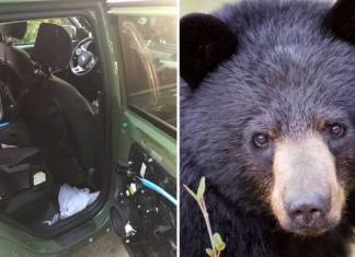 Black Bear Foraging For Food inside Car Gets Trapped, Dies in 140 Degrees Heat